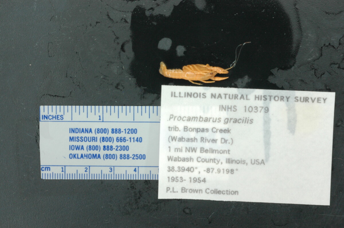 Procambarus gracilis image